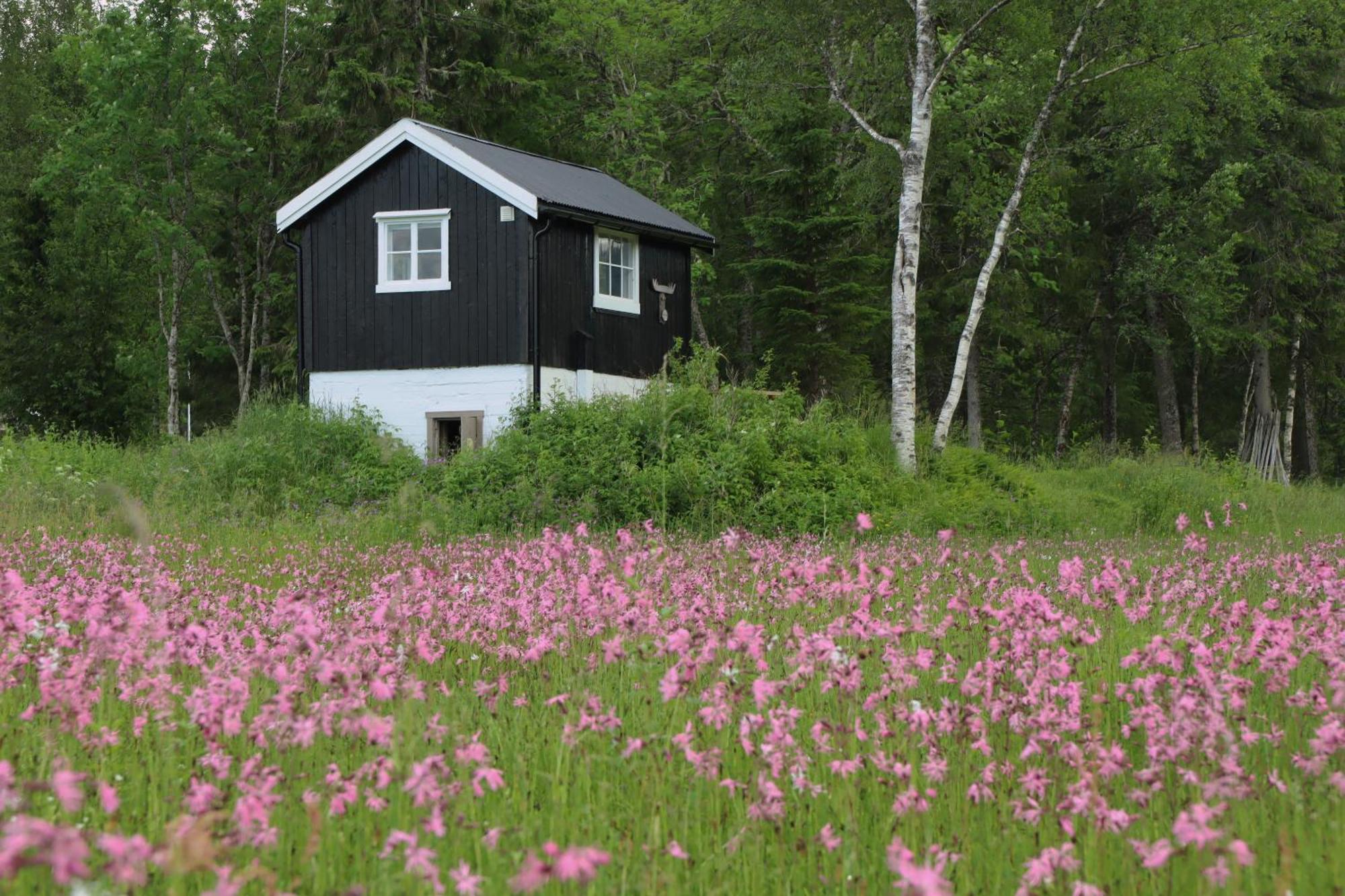 Velfjord Camping & Hytter Extérieur photo